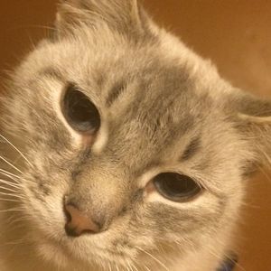 Meet your Posher, Donald